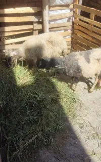 دو راس گوسفند
