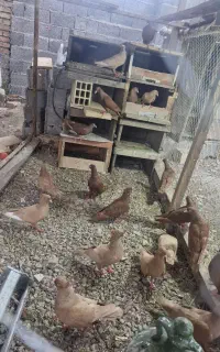 کبوتر رنگی