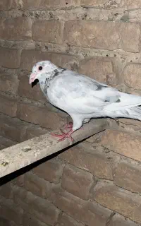 کبوتر