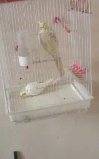 عروس هلندی با وسایل