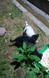 واگذاری رایگان  سگ رها شده