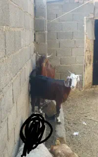 تعدادی گوسفند پاکستانی