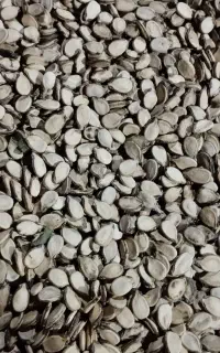 تخمه هندوانه
