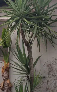 یوکا ۳ متری