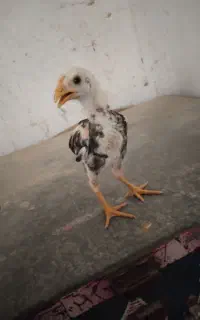 جوجه خروس نصل دار