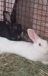 دوتا خرگوش یک نر و یک ماده