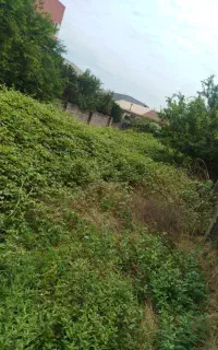 چمن زنی و علفزنی روستاهای لشت نشا