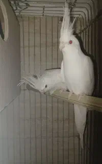 جفت عروس آلبینو
