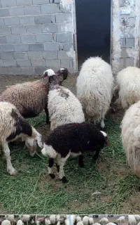میش و بره