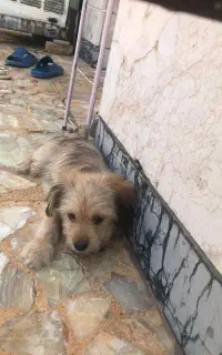 توله3ماه معاوضه