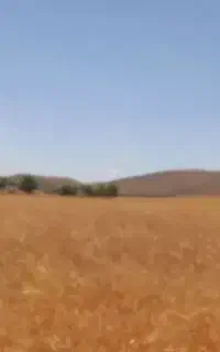 گندم دیم