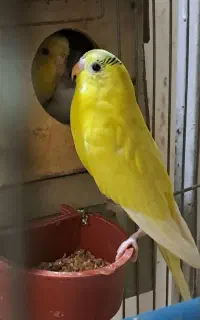 قناری  نر و ماده