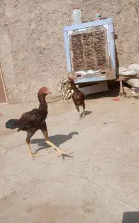 مرغ و خروس