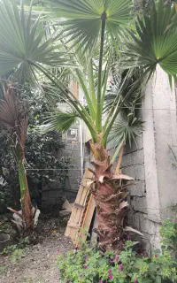 فروش یه عدد پالم زمینی ۱۸۰ سانتی