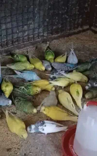 مرغ عشق