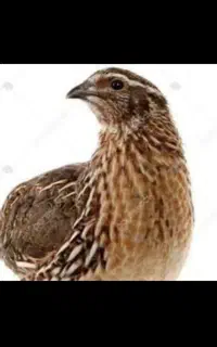 بلدرچین ۴۵روزه گوشت بلدرچین