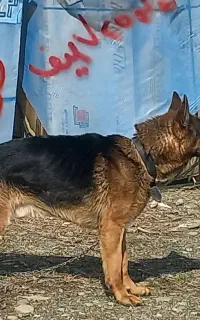 واگذاری سگ ژرمن اصیل