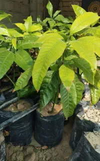 نهال انبه پاکستانی