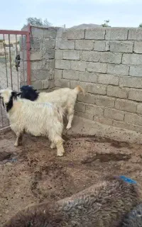 بزغاله نر