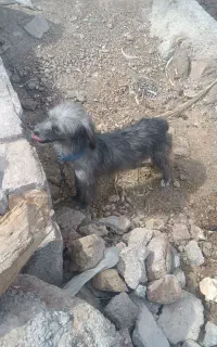 سگ ماده