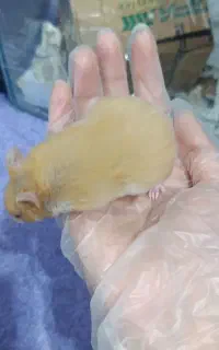 ۲ عدد بچه همستر اجتماعی و بازیگوش
