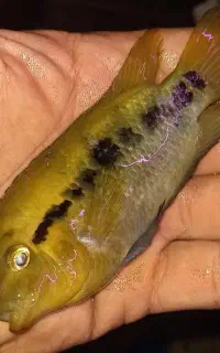 بچه سیچلاید افرا همه سایز
