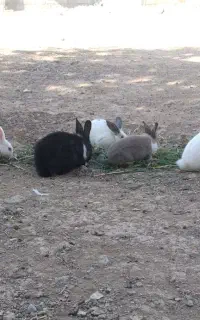 خرگوش