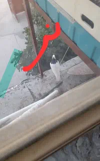 کبوتر طوقی
