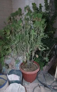 درختچه