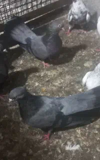 کبوتر