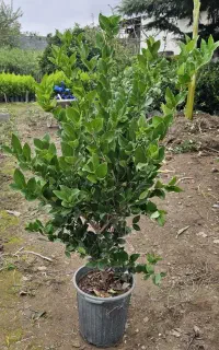 یاس سطل ۱۰ و ۱۲ ریشه پرس هلندی