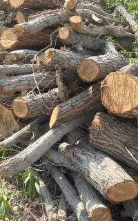 قطع‌کردن‌درخت‌بااره‌برقی