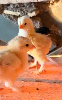 جوجه برهما  و گلین پنگوئنی ریشو یک هفته ای