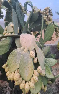 کاکتوس