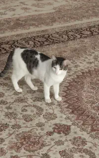 واگذاری رایگان