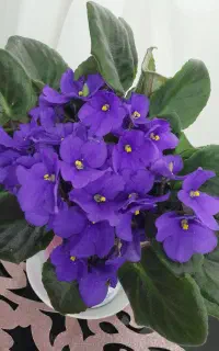بنفشه آفریقایی