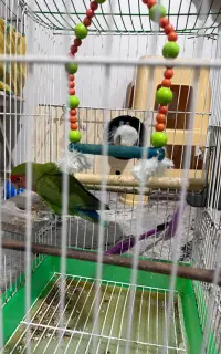 طوطی برزیلی جوجه‌کشی
