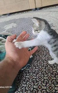 بچه گربه ۲ ماهه
