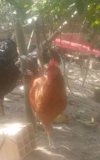 تعدادی خروس سرحال