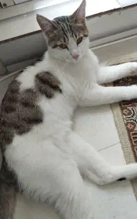 واگذاری گربه
