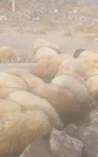 بره ماده 32راس