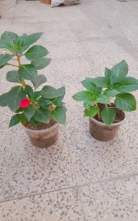 گل منیج