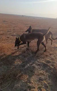 واگذاری سگ
