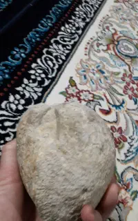 فسیل صدف