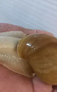 فروش حلزون مولد اچاتینا