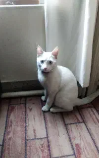 گربه نر