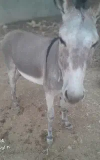 الاغ3سال