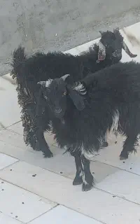 2عدد بزقاله نر