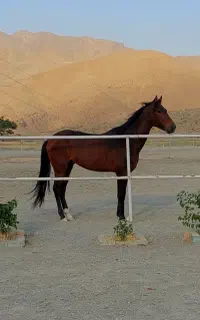 اسب ترکمن آخال تکه