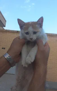 واگذاری توله گربه و مادرشون